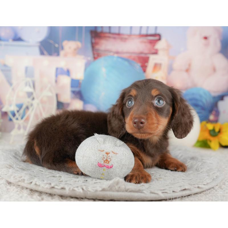 販売中の茨城県のミニチュアダックスフンド(ロングヘアード)-445158の5枚目