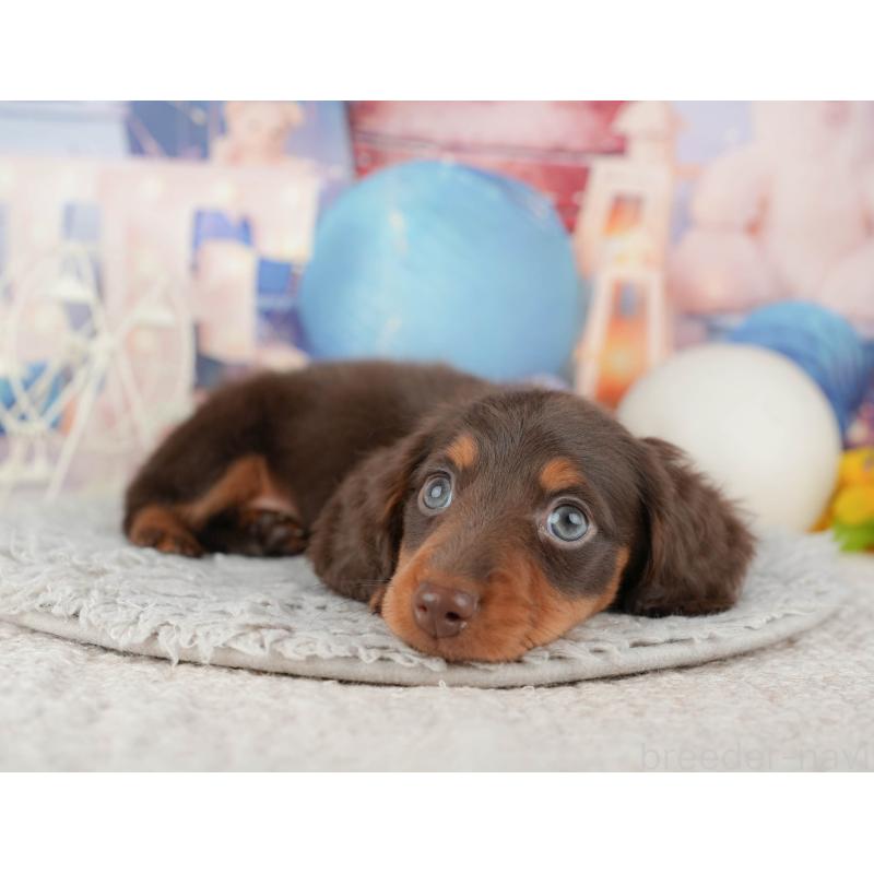 販売中の茨城県のミニチュアダックスフンド(ロングヘアード)-445158の4枚目