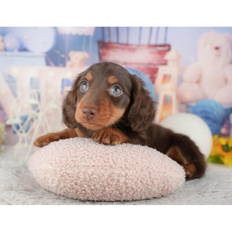 販売中の茨城県のミニチュアダックスフンド(ロングヘアード)-445158の3枚目