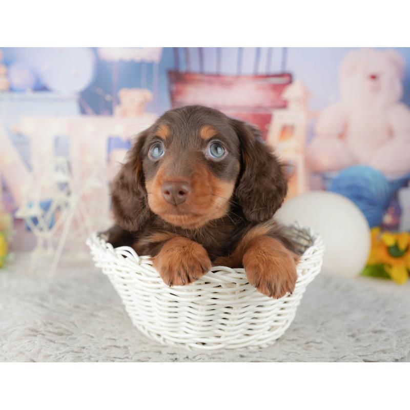 販売中の茨城県のミニチュアダックスフンド(ロングヘアード)-445158の2枚目