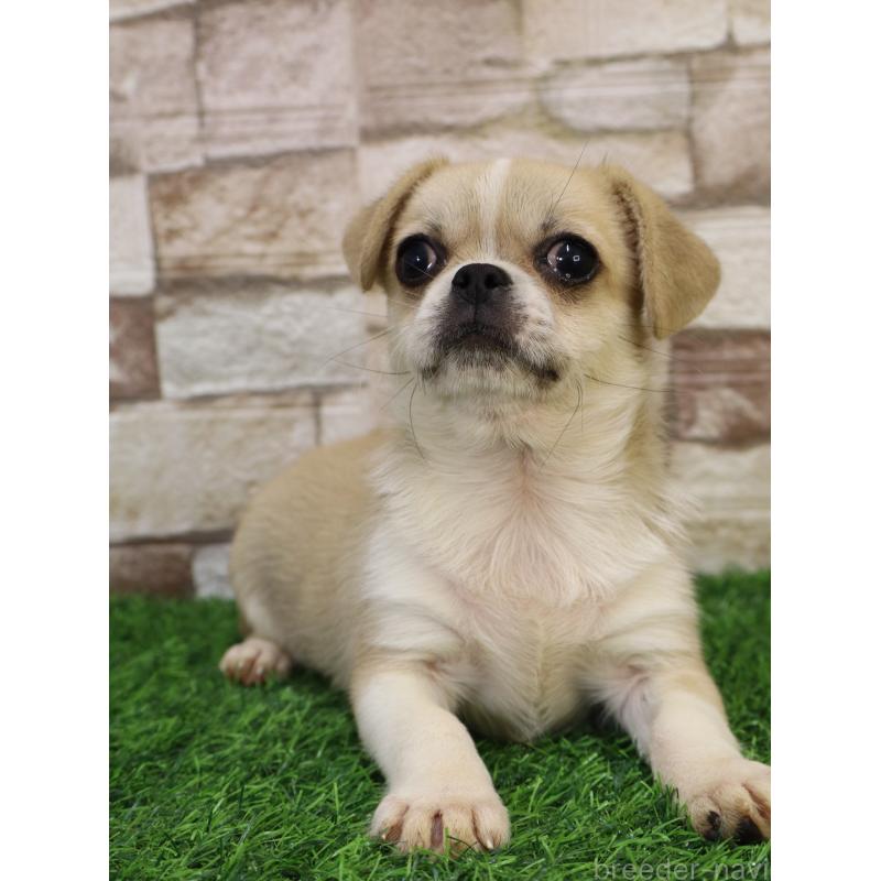 販売中の山口県のミックス犬-445161の8枚目