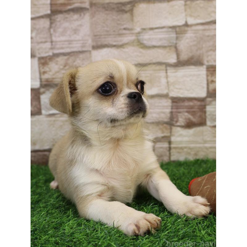 販売中の山口県のミックス犬-445161の7枚目