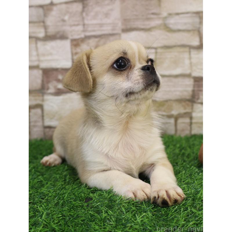 販売中の山口県のミックス犬-445161の6枚目