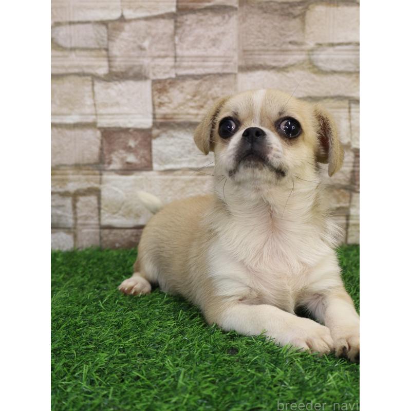 販売中の山口県のミックス犬-445161の5枚目