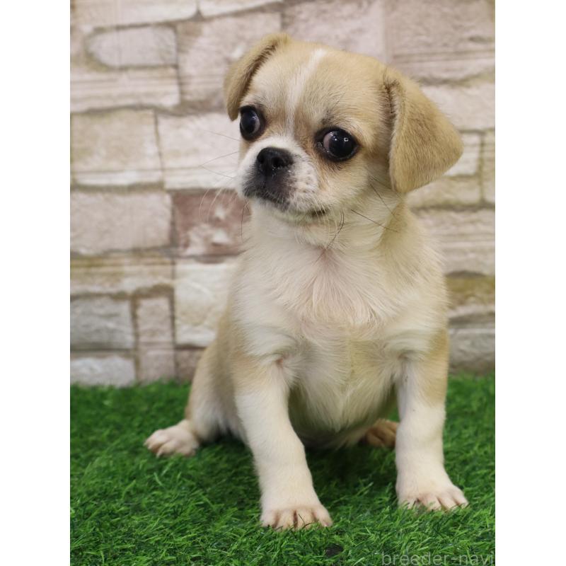 販売中の山口県のミックス犬-445161の4枚目