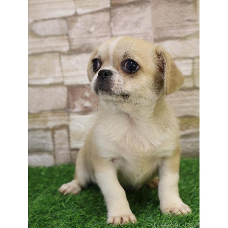 販売中の山口県のミックス犬-445161の3枚目