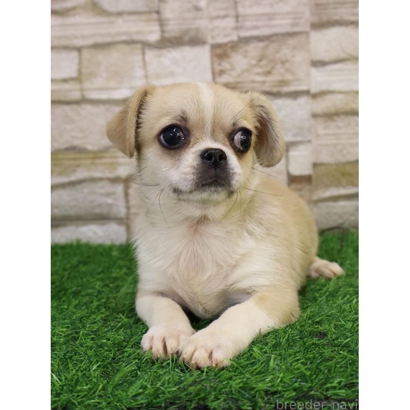 販売中の山口県のミックス犬-445161の2枚目