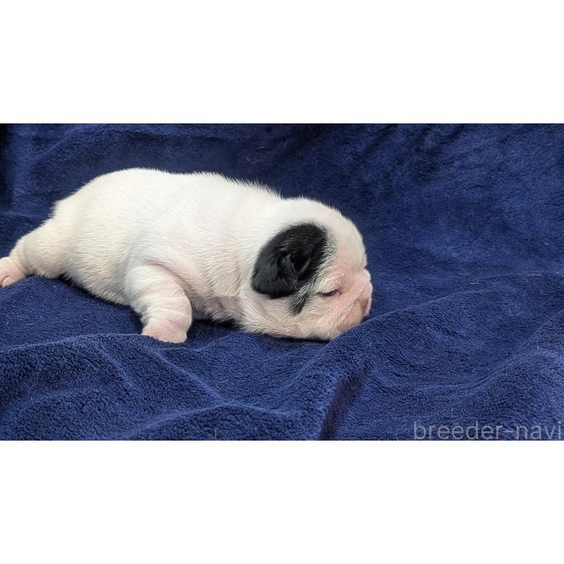 販売中の熊本県のフレンチブルドッグ-445160の4枚目