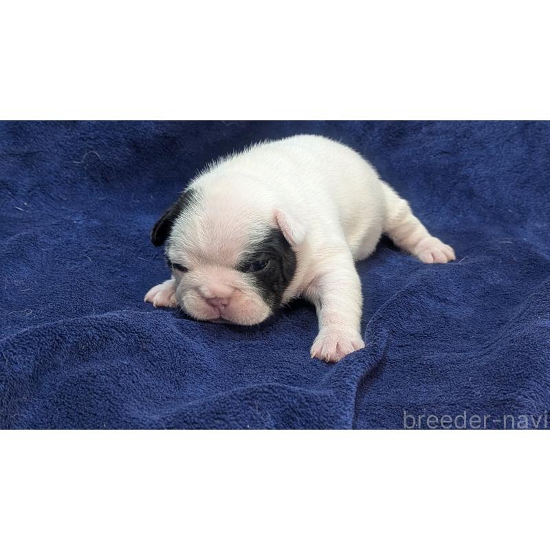 販売中の熊本県のフレンチブルドッグ-445160の2枚目