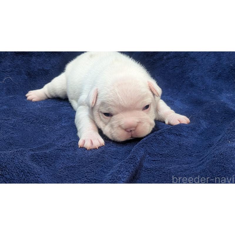 販売中の熊本県のフレンチブルドッグ-445162の5枚目