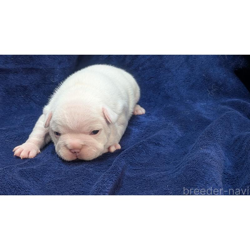 販売中の熊本県のフレンチブルドッグ-445162の2枚目