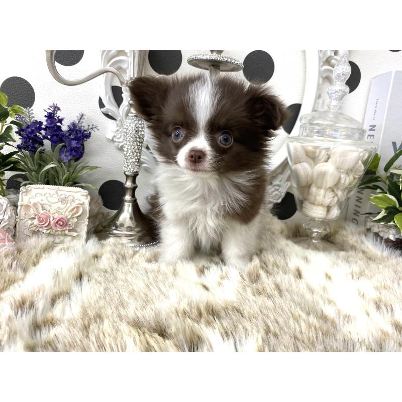 販売中の京都府のチワワ(ロングコート)-438922の3枚目