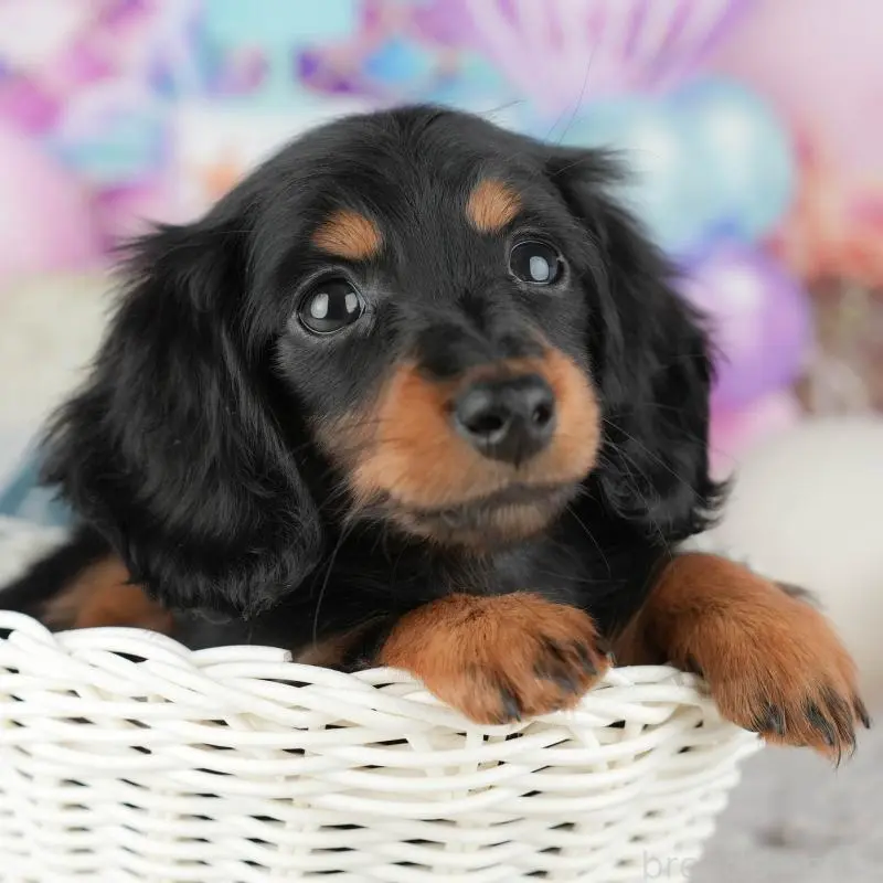 販売中の神奈川県のミニチュアダックスフンド(ロングヘアード)-445164