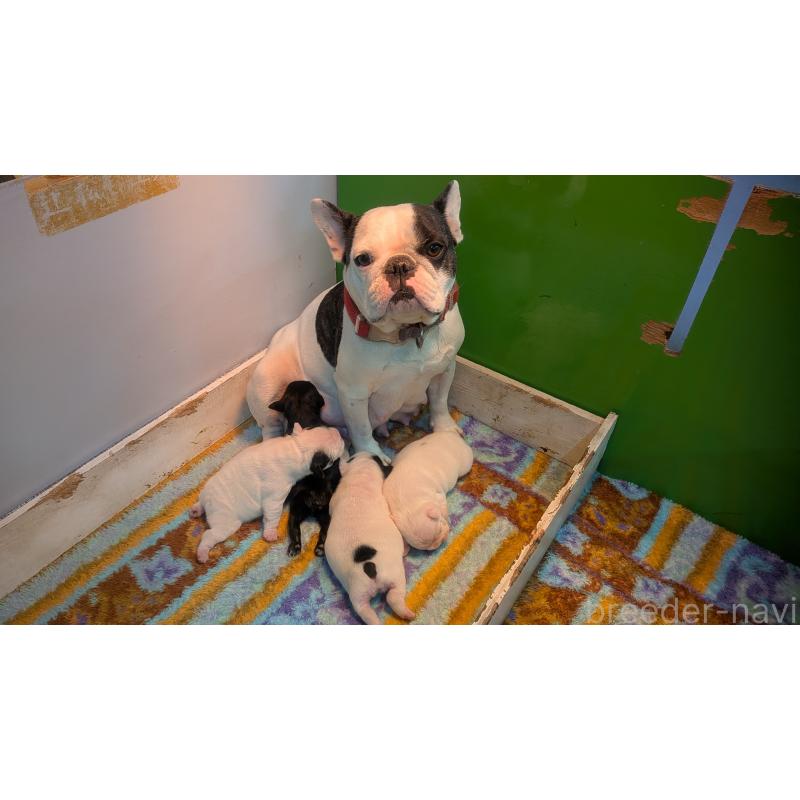 販売中の熊本県のフレンチブルドッグ-445163の7枚目