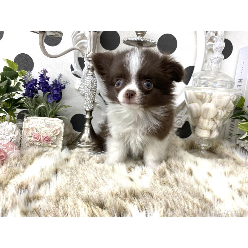 販売中の京都府のチワワ(ロングコート)-438922の2枚目