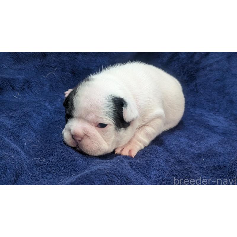 販売中の熊本県のフレンチブルドッグ-445163の4枚目