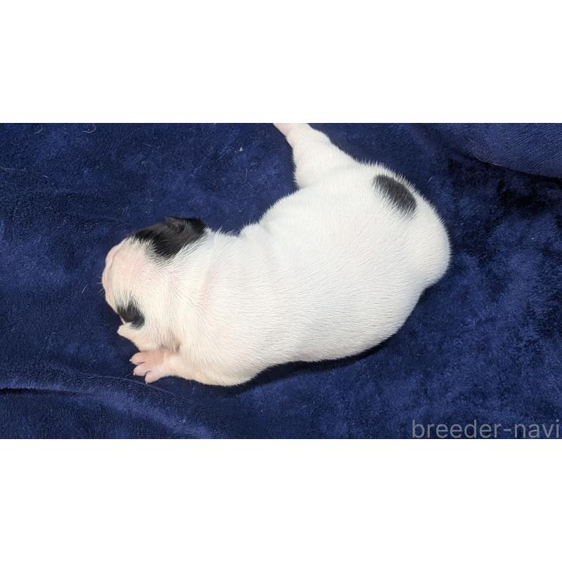 販売中の熊本県のフレンチブルドッグ-445163の2枚目