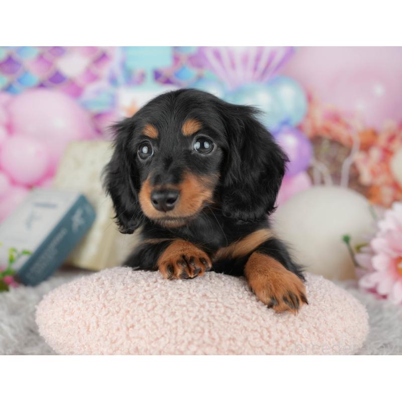 販売中の神奈川県のミニチュアダックスフンド(ロングヘアード)-445164の11枚目