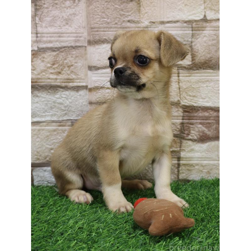 販売中の山口県のミックス犬-445165の6枚目