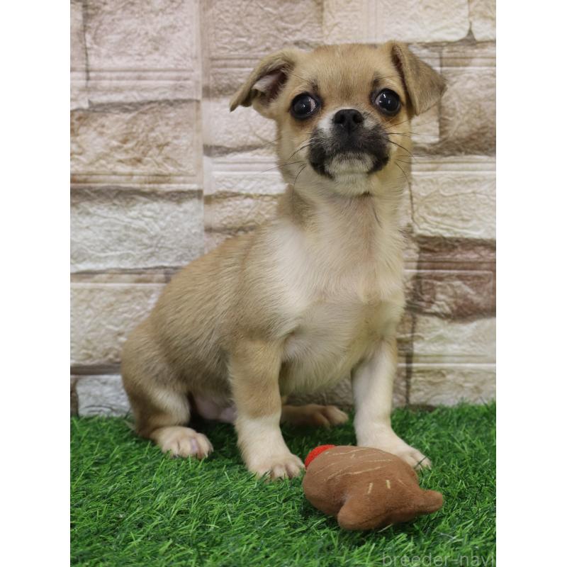 販売中の山口県のミックス犬-445165の5枚目