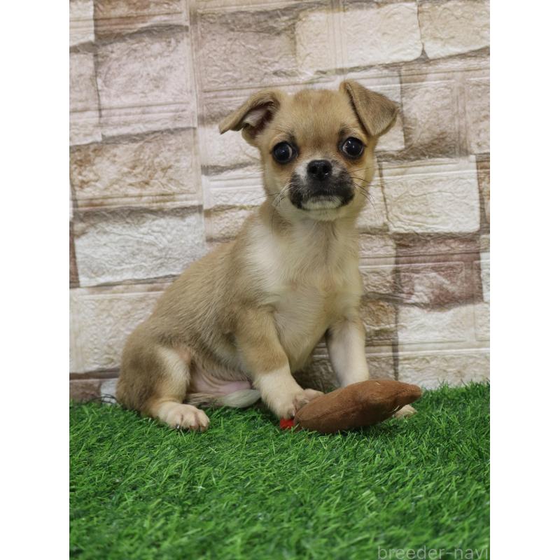 販売中の山口県のミックス犬-445165の4枚目