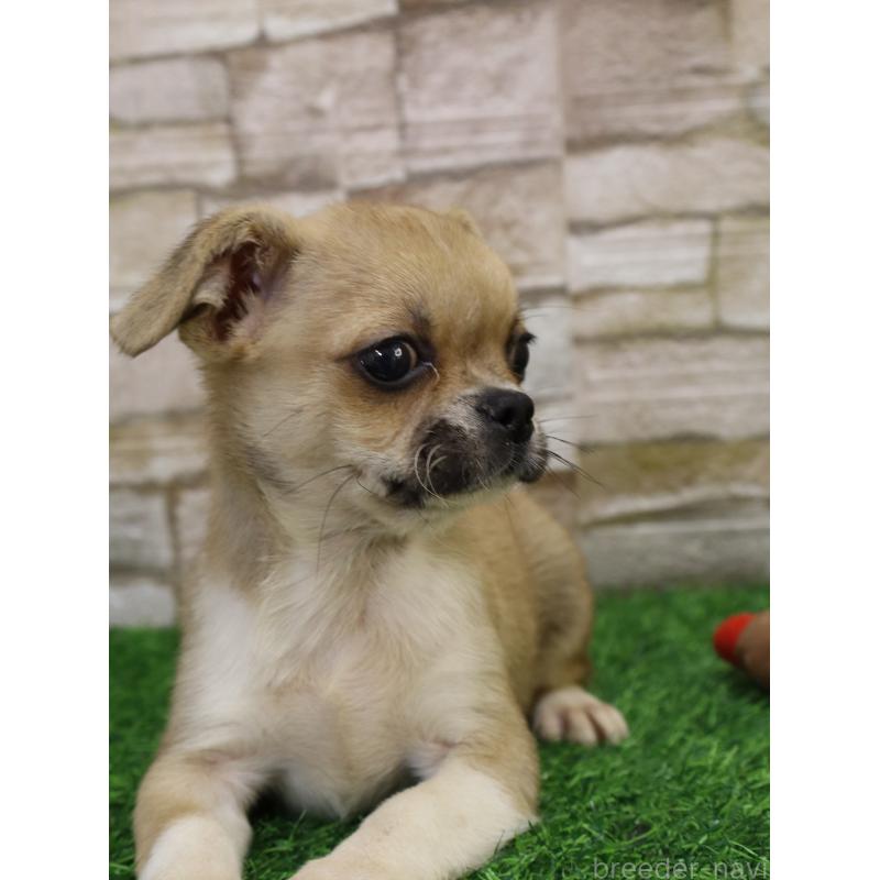 販売中の山口県のミックス犬-445165の2枚目