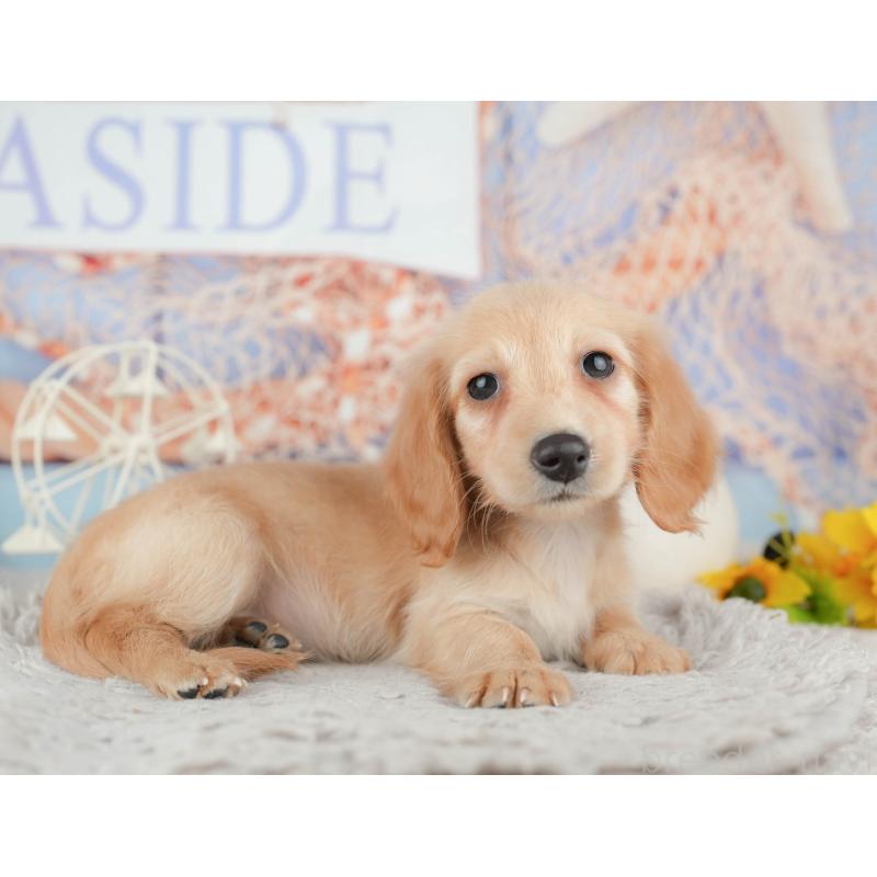 販売中の茨城県のミニチュアダックスフンド(ロングヘアード)-445167の7枚目