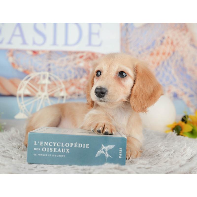 販売中の茨城県のミニチュアダックスフンド(ロングヘアード)-445167の6枚目