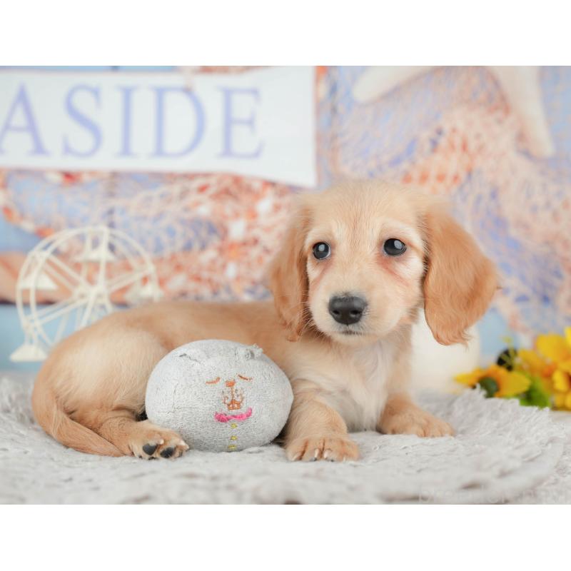 販売中の茨城県のミニチュアダックスフンド(ロングヘアード)-445167の5枚目