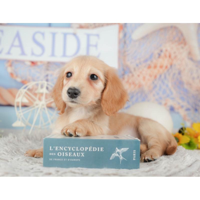 販売中の茨城県のミニチュアダックスフンド(ロングヘアード)-445167の4枚目