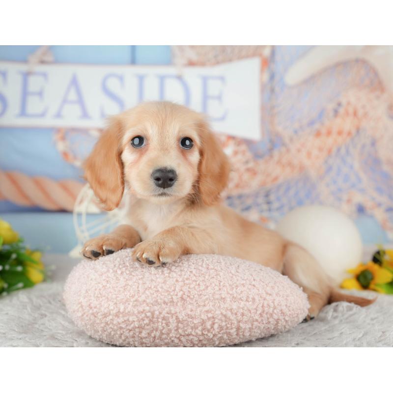 販売中の茨城県のミニチュアダックスフンド(ロングヘアード)-445167の3枚目