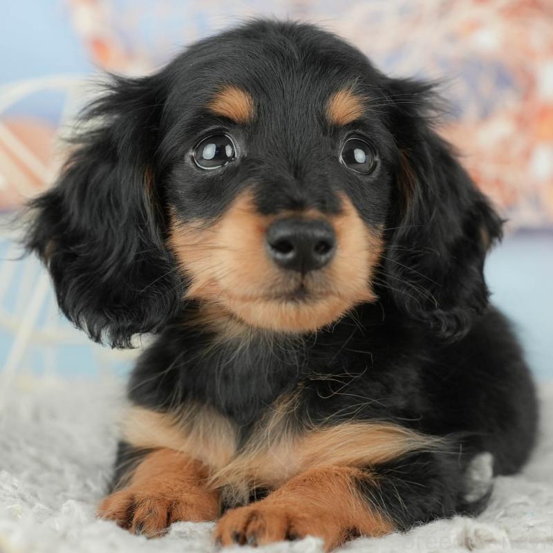 販売中の神奈川県のミニチュアダックスフンド(ロングヘアード)-445166の1枚目