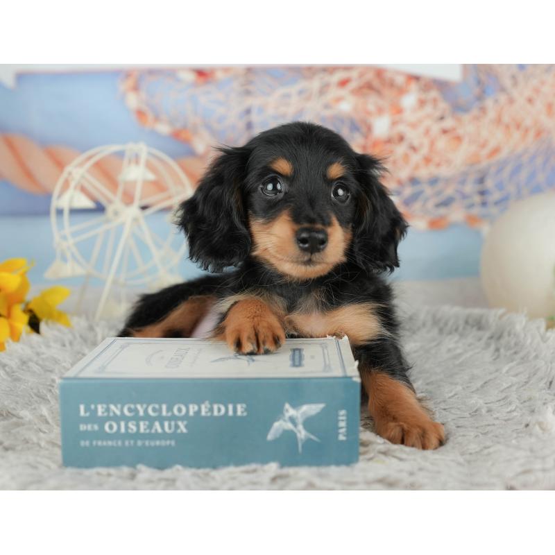 販売中の神奈川県のミニチュアダックスフンド(ロングヘアード)-445166の9枚目