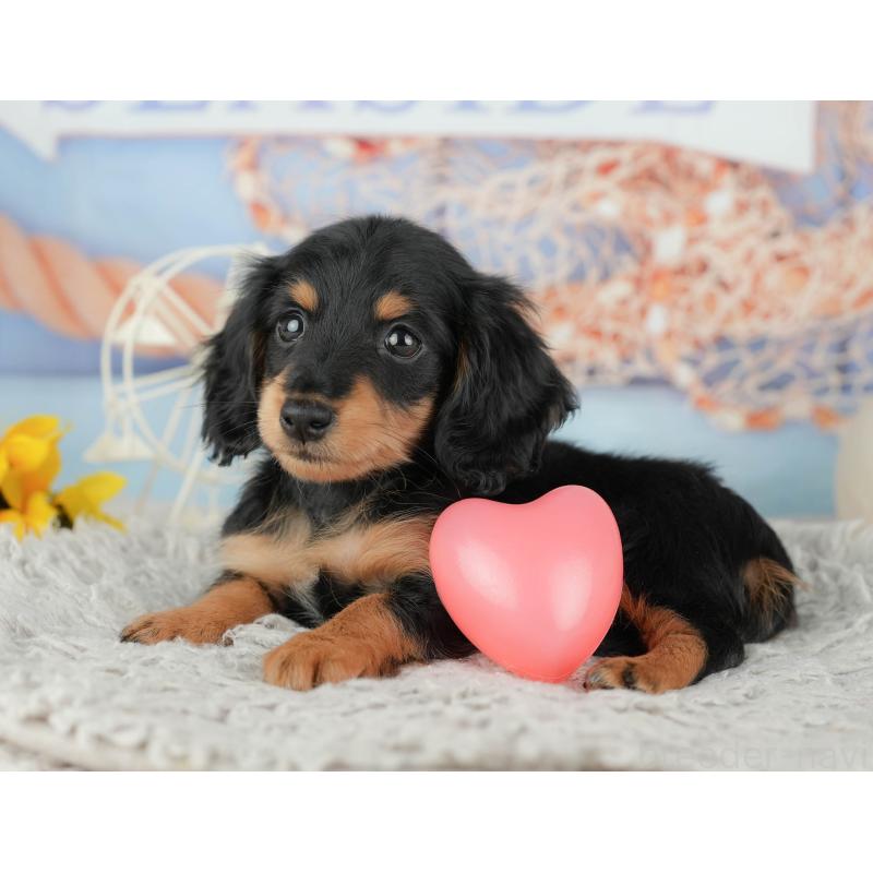 販売中の神奈川県のミニチュアダックスフンド(ロングヘアード)-445166の8枚目