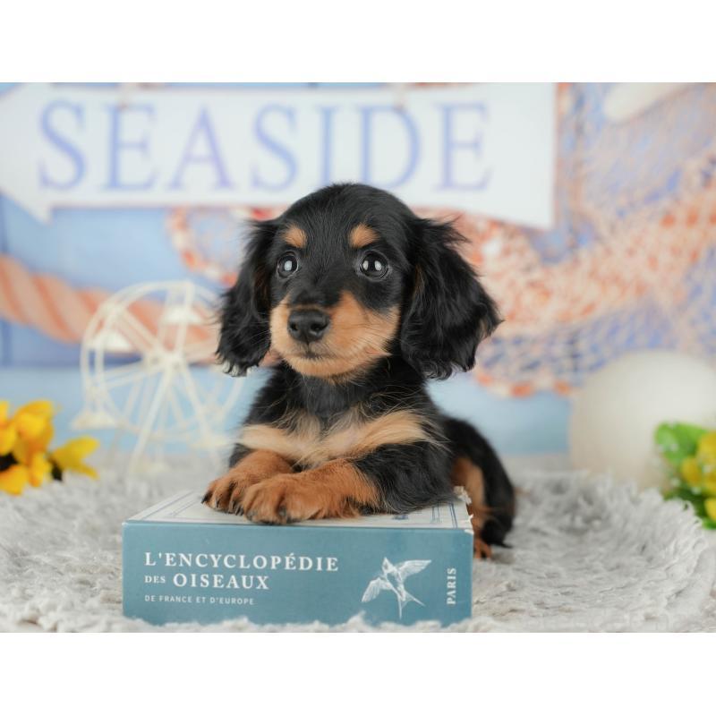 販売中の神奈川県のミニチュアダックスフンド(ロングヘアード)-445166の7枚目