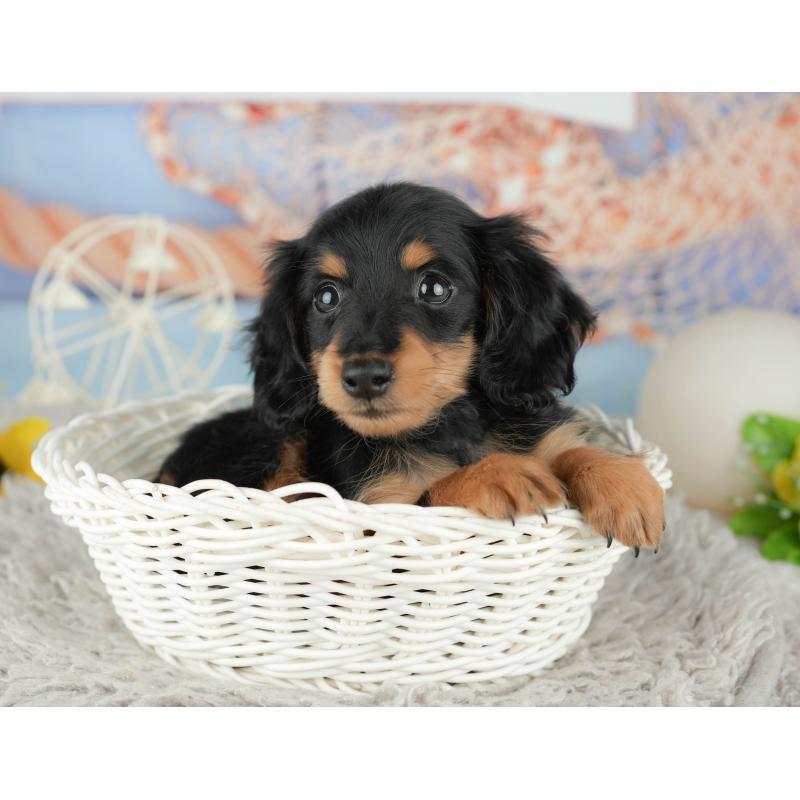 販売中の神奈川県のミニチュアダックスフンド(ロングヘアード)-445166の6枚目