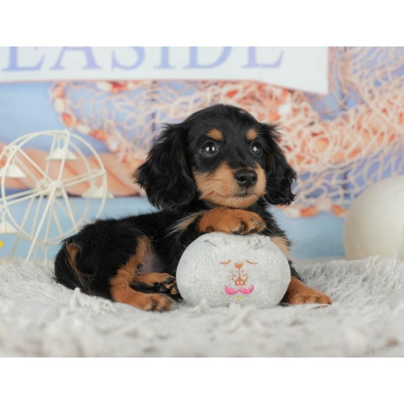 販売中の神奈川県のミニチュアダックスフンド(ロングヘアード)-445166の4枚目