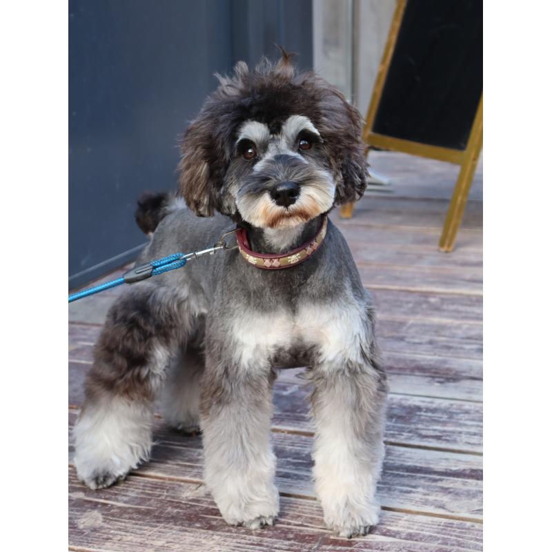 販売中の山口県のミニチュアシュナウザー-445170の6枚目