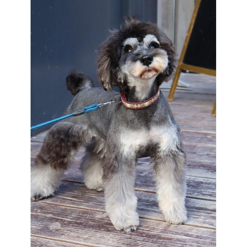 販売中の山口県のミニチュアシュナウザー-445170の5枚目