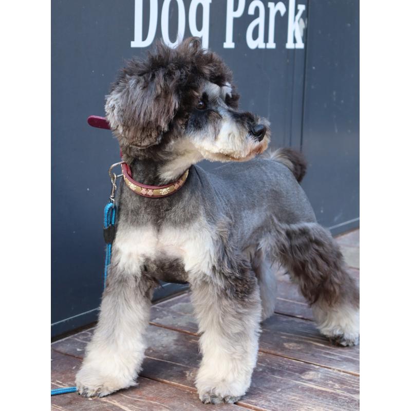 販売中の山口県のミニチュアシュナウザー-445170の4枚目