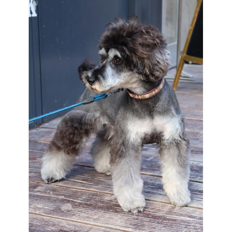 販売中の山口県のミニチュアシュナウザー-445170の3枚目