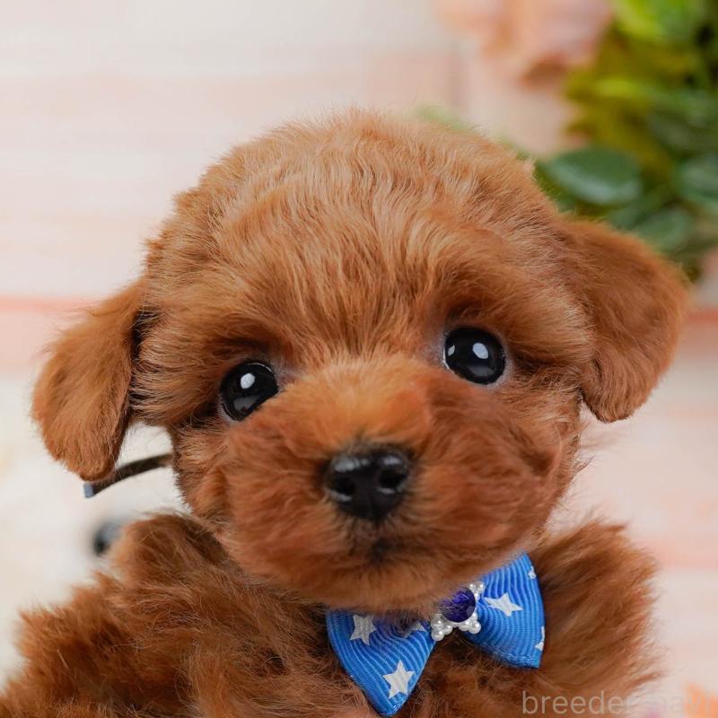 販売中の神奈川県のトイプードル-445169