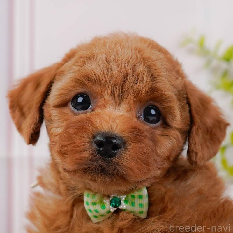 販売中の神奈川県のトイプードル-445171