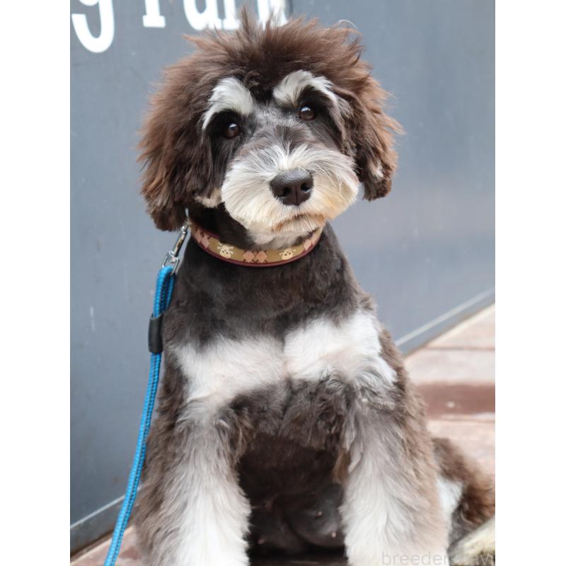 販売中の山口県のミニチュアシュナウザー-445174の5枚目