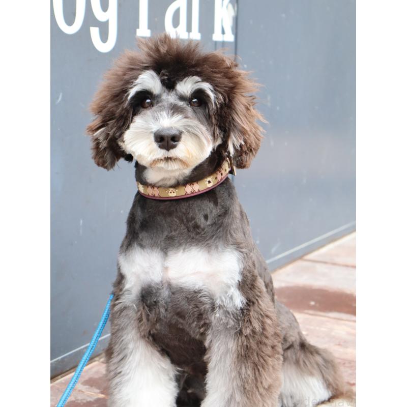 販売中の山口県のミニチュアシュナウザー-445174の4枚目