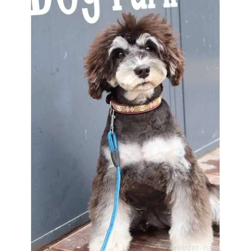 販売中の山口県のミニチュアシュナウザー-445174の2枚目