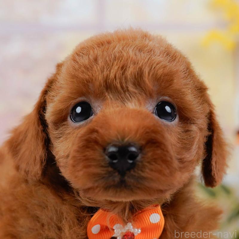 販売中の神奈川県のトイプードル-445173