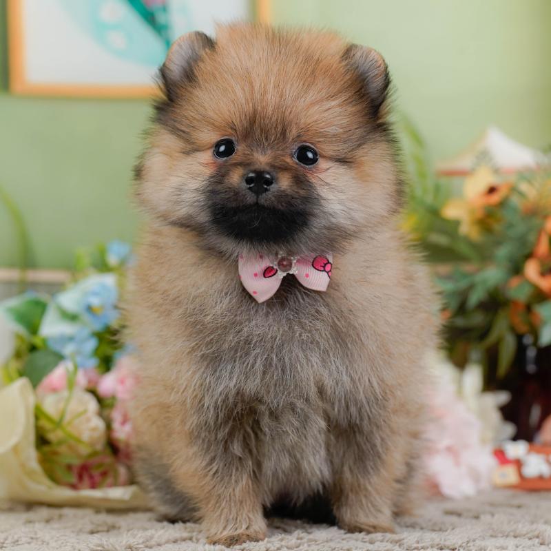 販売中の神奈川県のポメラニアン-445176