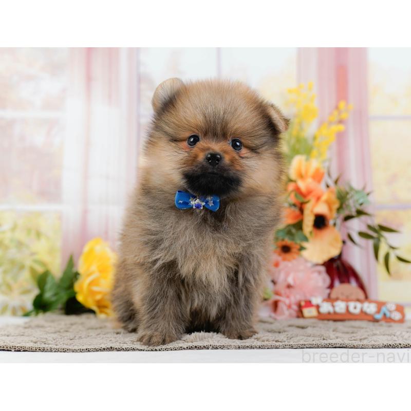 販売中の神奈川県のポメラニアン-445178の11枚目