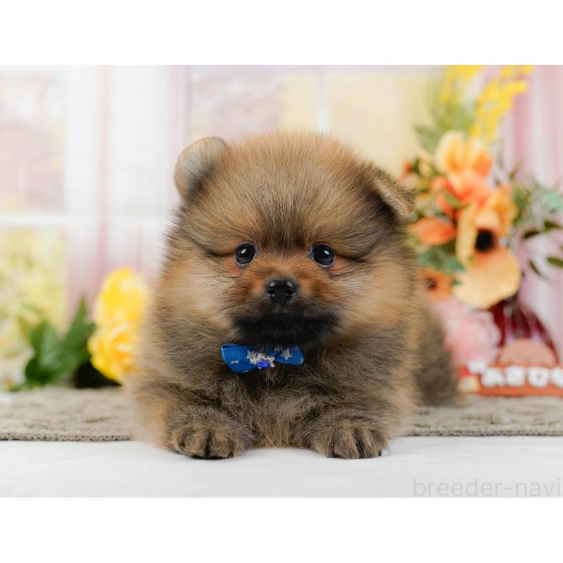 販売中の神奈川県のポメラニアン-445178の10枚目